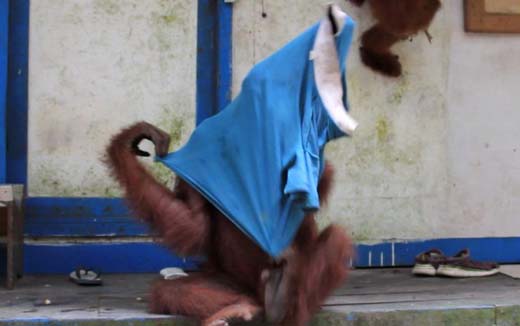 monkey 2